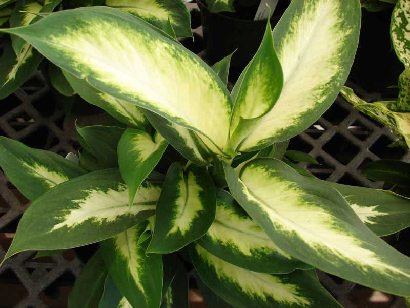 Dieffenbachia maculata (picta) / диффенбахия пятнистая