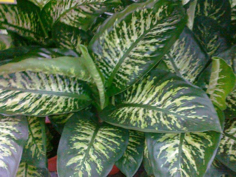 Dieffenbachia maculata (picta) / диффенбахия пятнистая