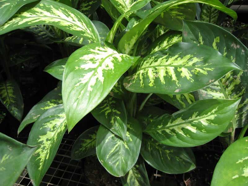 Dieffenbachia maculata (picta) / диффенбахия пятнистая