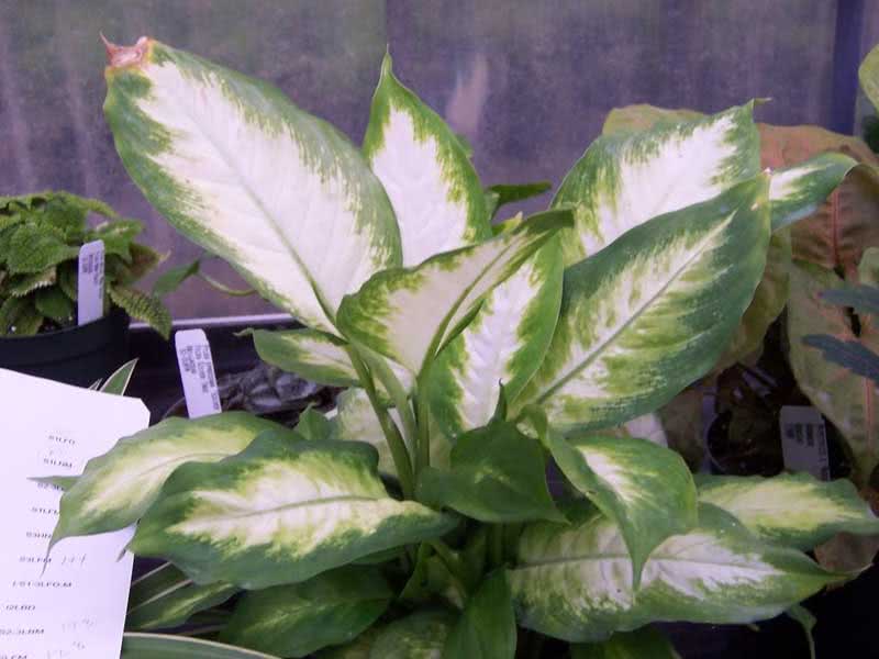 Dieffenbachia picta (maculata) / диффенбахия пятнистая