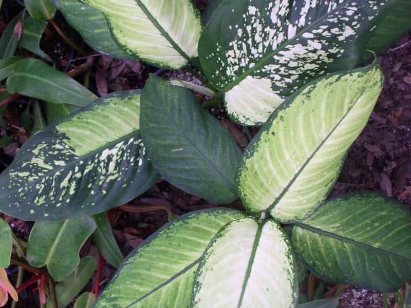 Dieffenbachia picta (maculata) / диффенбахия пятнистая