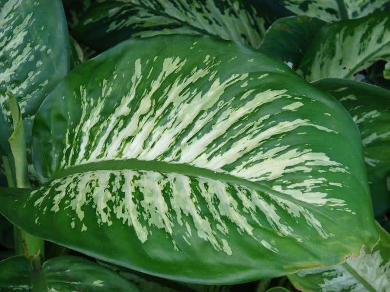 Dieffenbachia seguine / диффенбахия Cегуина