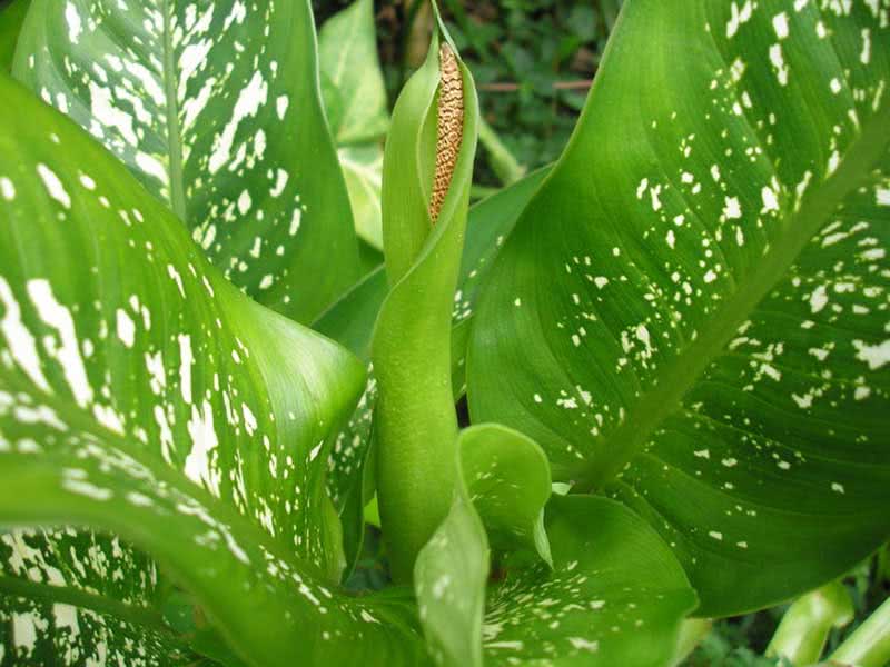 Dieffenbachia seguine / диффенбахия Cегуина