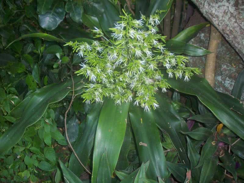 Dracaena aletriformis (rumphii or hookeriana) / драцена крупноцветковый (Румфа или Гукера)