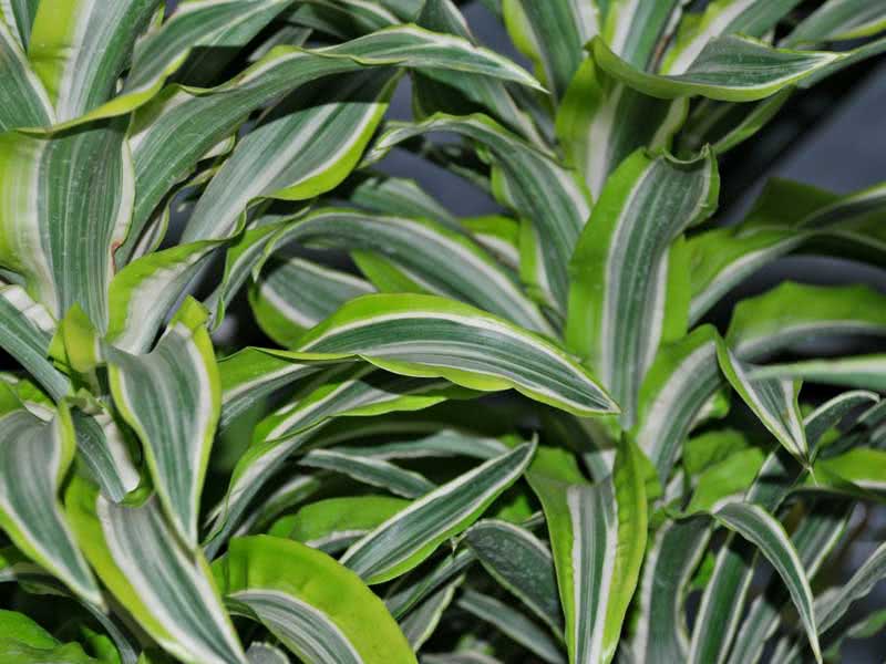 Dracaena deremensis (fragrans) / драцена деремская (деременская или душистая)