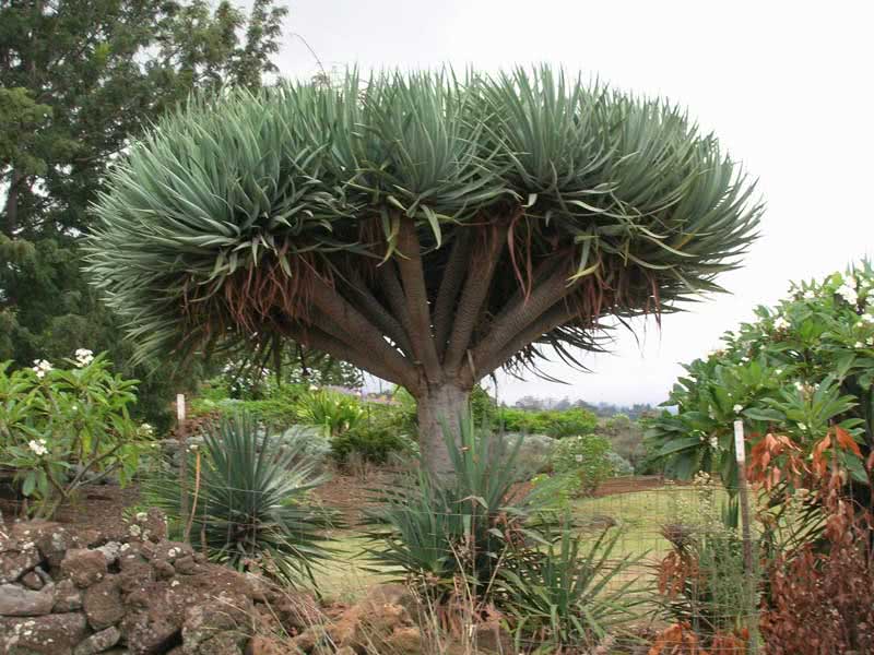 Dracaena draco / драцена канарская (Драконово дерево)