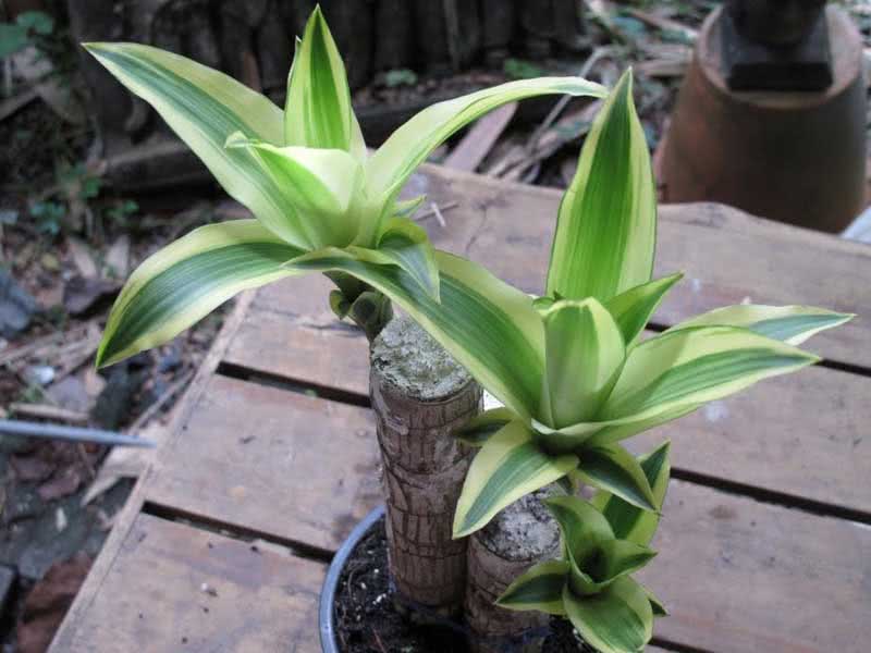 Dracaena fragrans / драцена душистая (деременская или деремская)