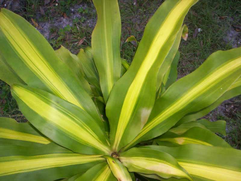Dracaena fragrans / драцена душистая (деременская или деремская)