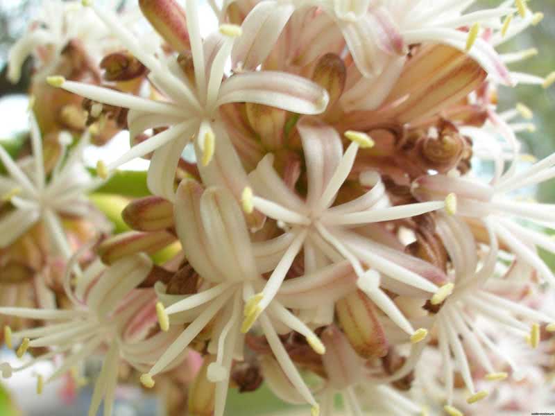 Dracaena fragrans / драцена душистая (деременская или деремская)