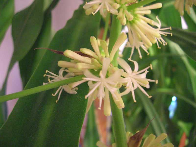 Dracaena fragrans / драцена душистая (деременская или деремская)