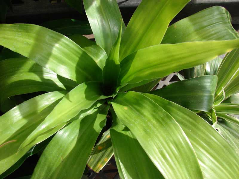Dracaena fragrans / драцена душистая (деременская или деремская)