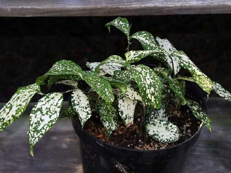 Dracaena godseffiana / драцена Годзеффа
