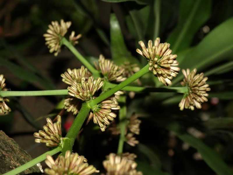 Dracaena goldieana / драцена Голдена