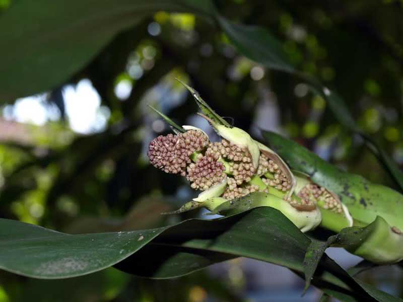 Dracaena goldieana / драцена Голдена