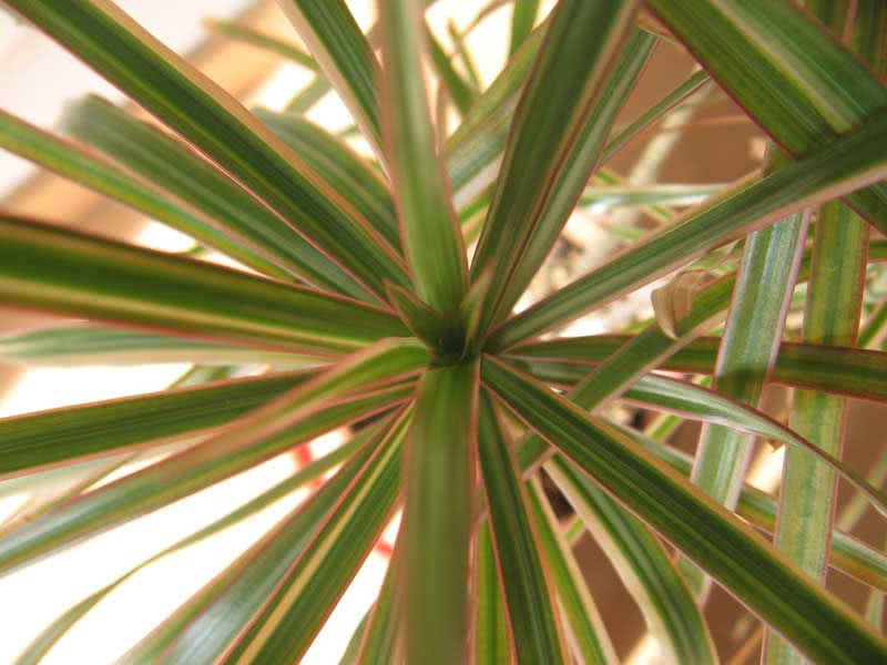 Dracaena marginata / драцена окаймленная