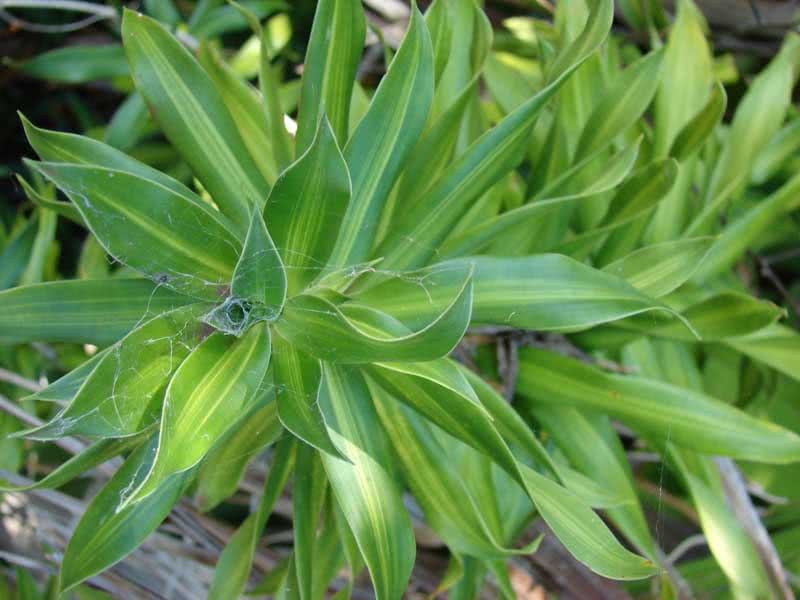 Dracaena reflexa / драцена отогнутая