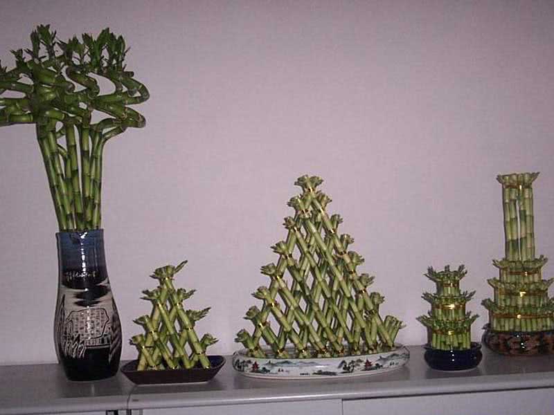 Dracaena sanderiana / драцена Сандера