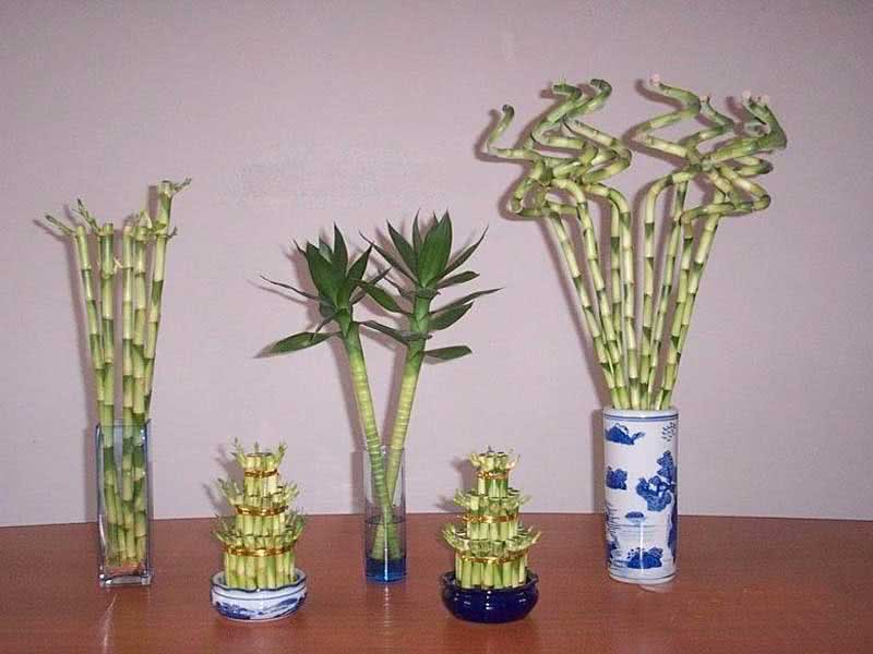 Dracaena sanderiana / драцена Сандера