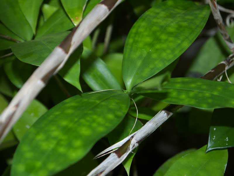 Dracaena surculosa / драцена побегообразующая