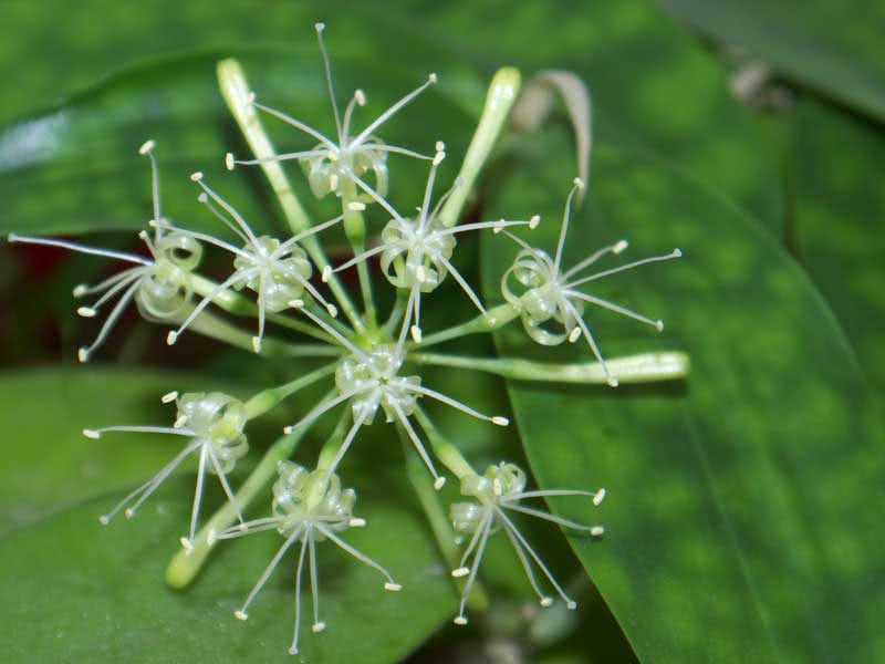 Dracaena surculosa / драцена побегообразующая