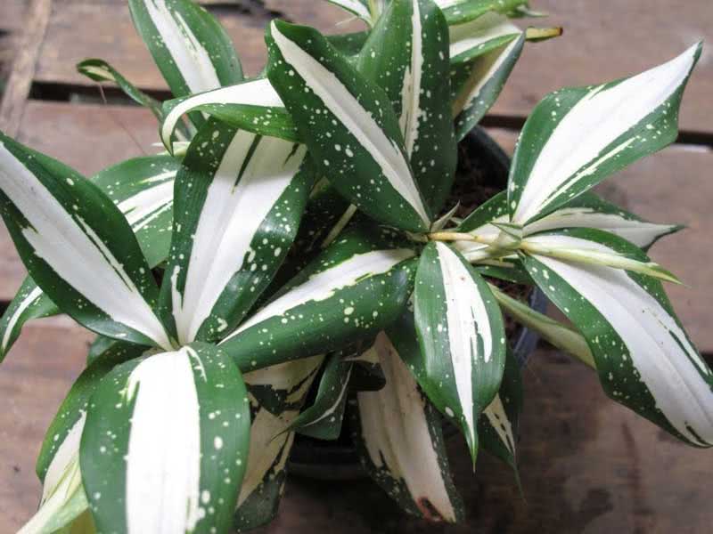 Dracaena surculosa / драцена побегообразующая