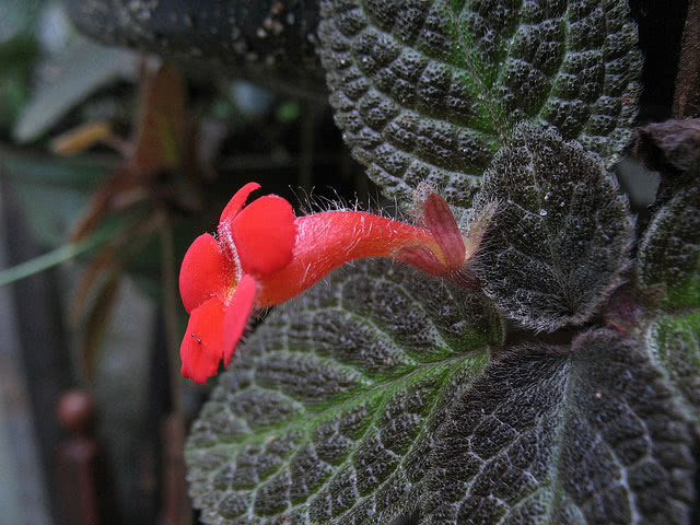 Episcia cupreata / эписция медно-красная