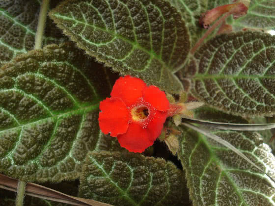 Episcia cupreata / эписция медно-красная