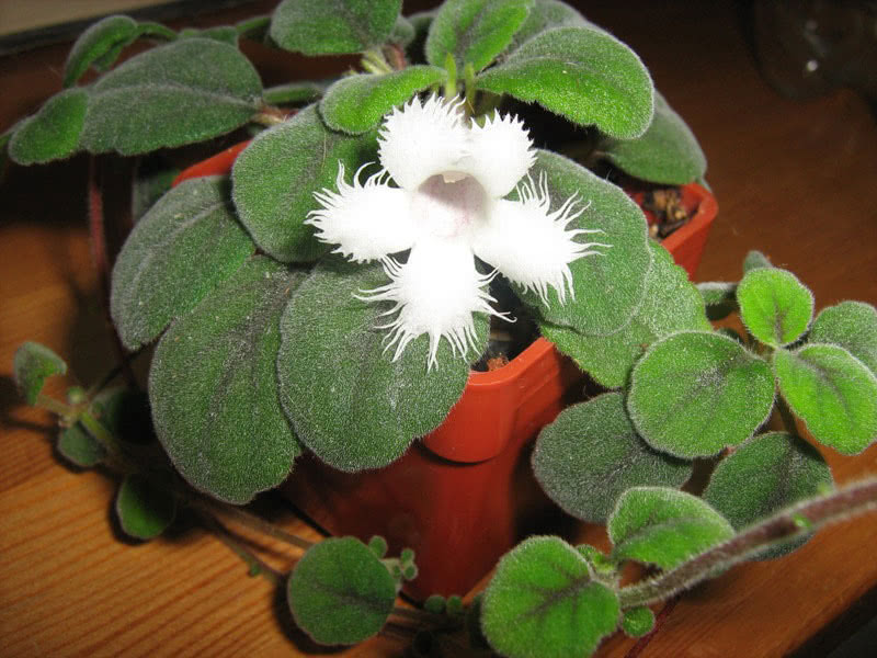 Episcia dianthiflora / эписция гвоздикоцветная