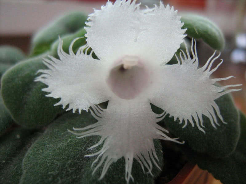 Episcia dianthiflora / эписция гвоздикоцветная