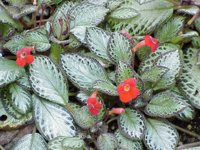 Episcia reptans / эписция ползучая