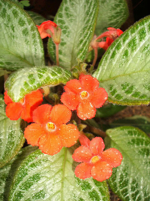Episcia reptans / эписция ползучая