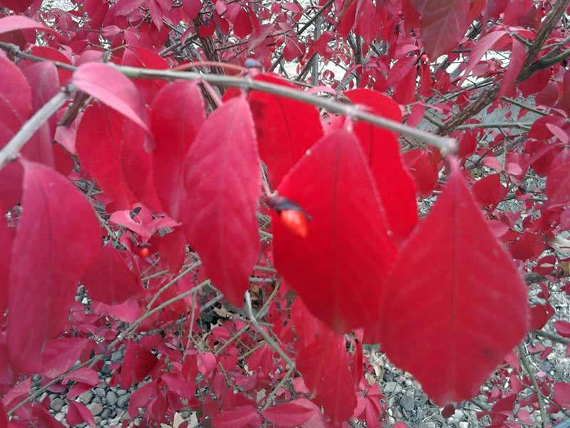 Euonymus alatus / бересклет крылатый