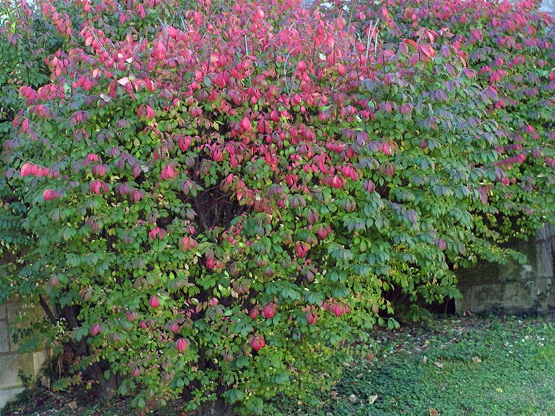 Euonymus alatus / бересклет крылатый