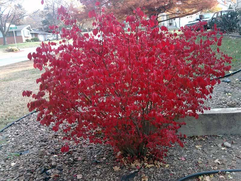 Euonymus alatus / бересклет крылатый