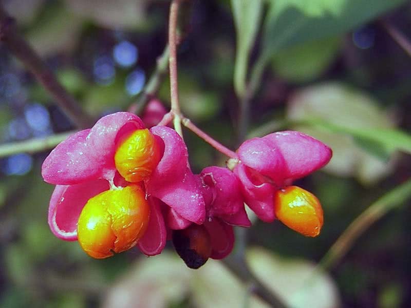 Euonymus europaeus / бересклет европейский