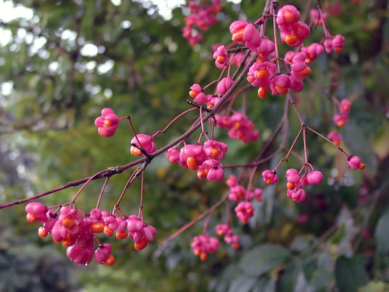 Euonymus europaeus / бересклет европейский