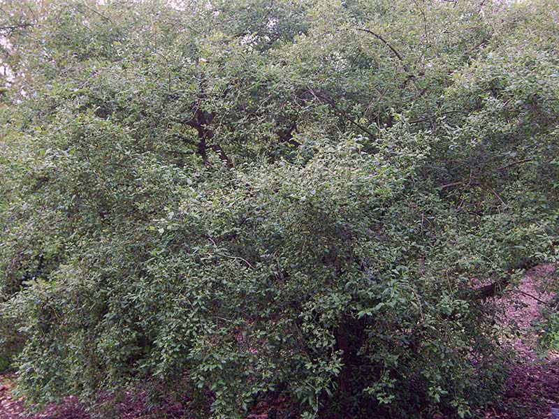 Euonymus europaeus / бересклет европейский