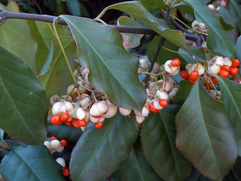 Euonymus fortunei / бересклет Форчуна