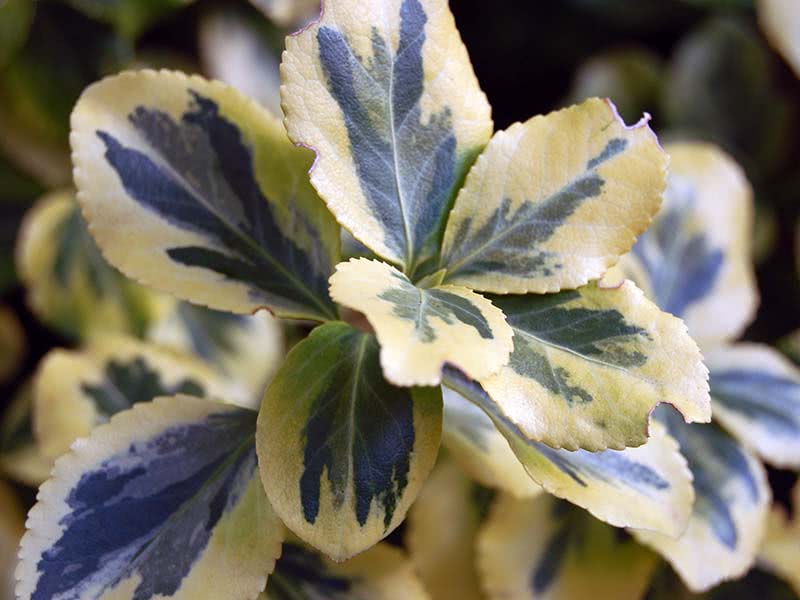 Euonymus fortunei / бересклет Форчуна