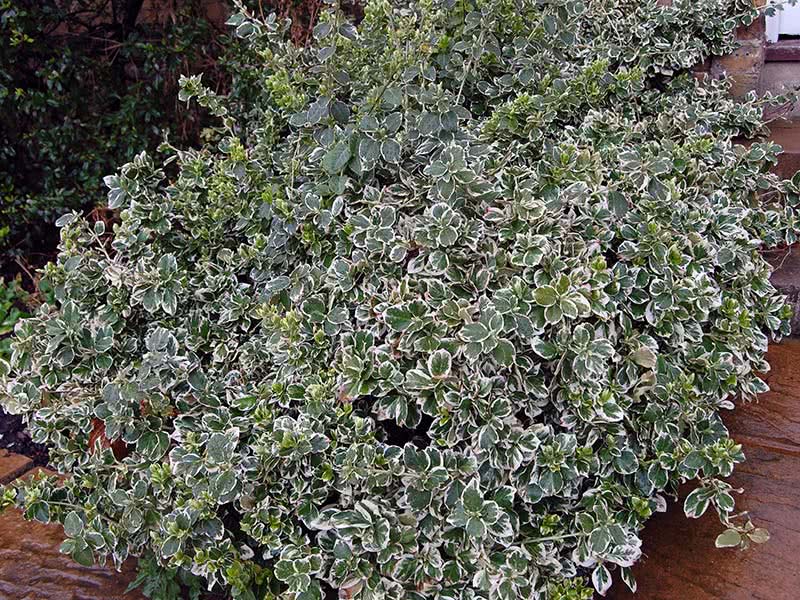 Euonymus fortunei / бересклет Форчуна