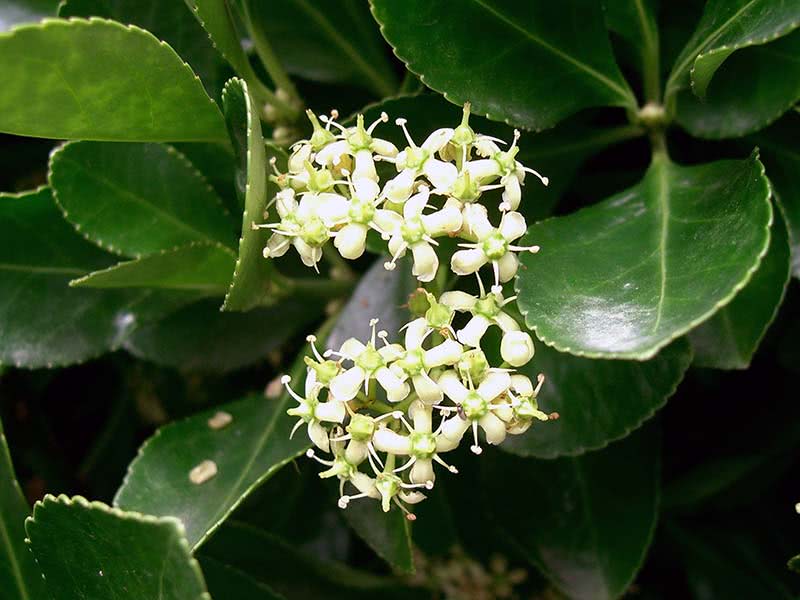 Euonymus japonicus / бересклет японский
