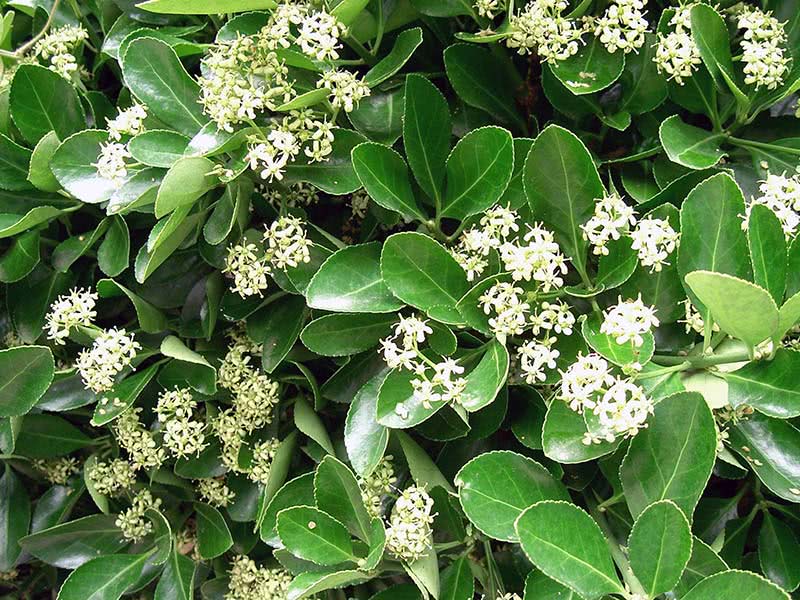 Euonymus japonicus / бересклет японский