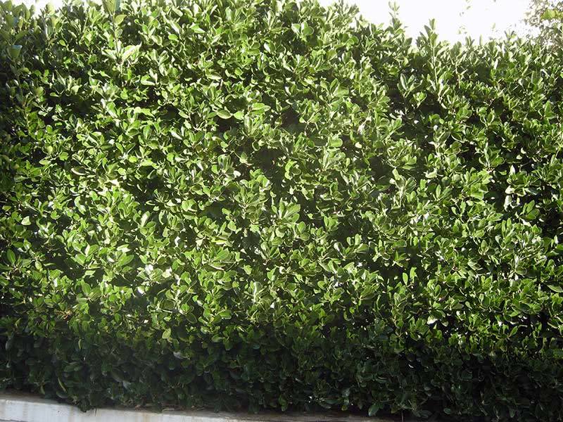 Euonymus japonicus / бересклет японский
