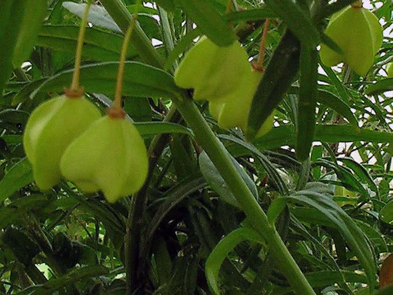 Euonymus nanus / бересклет карликовый