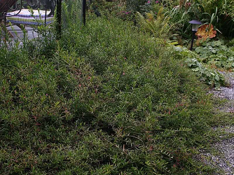 Euonymus nanus / бересклет карликовый