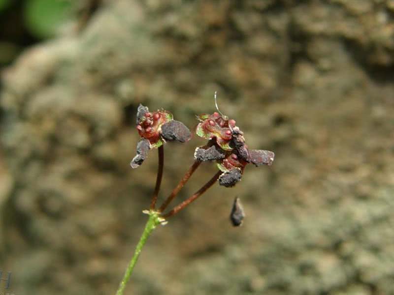 Euonymus semenovii / бересклет Семенова