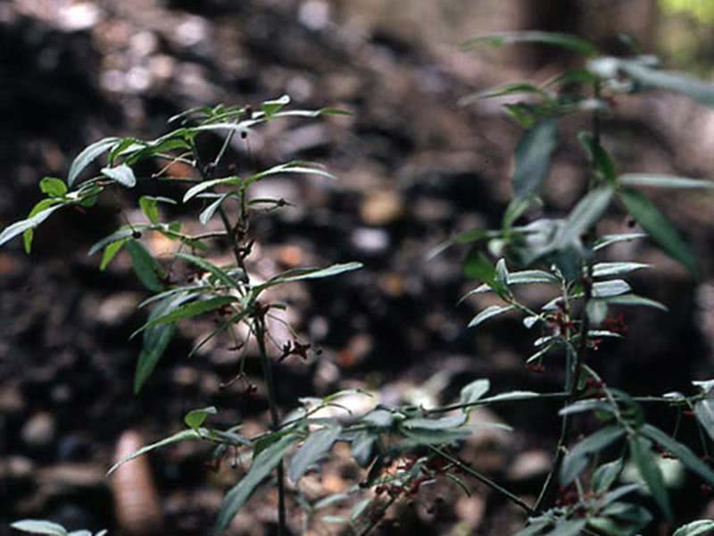 Euonymus semenovii / бересклет Семенова