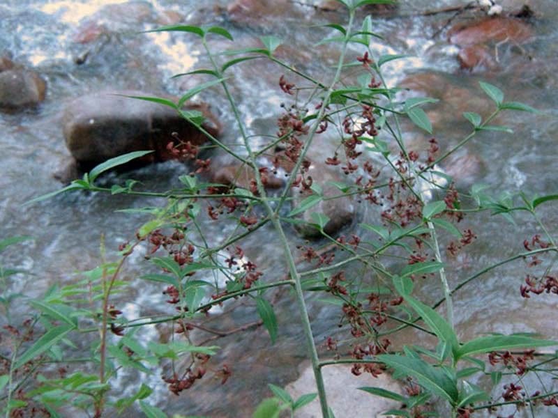 Euonymus semenovii / бересклет Семенова