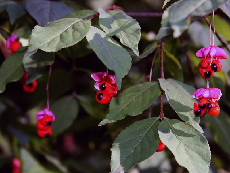 Euonymus verrucosus / бересклет бородавчатый