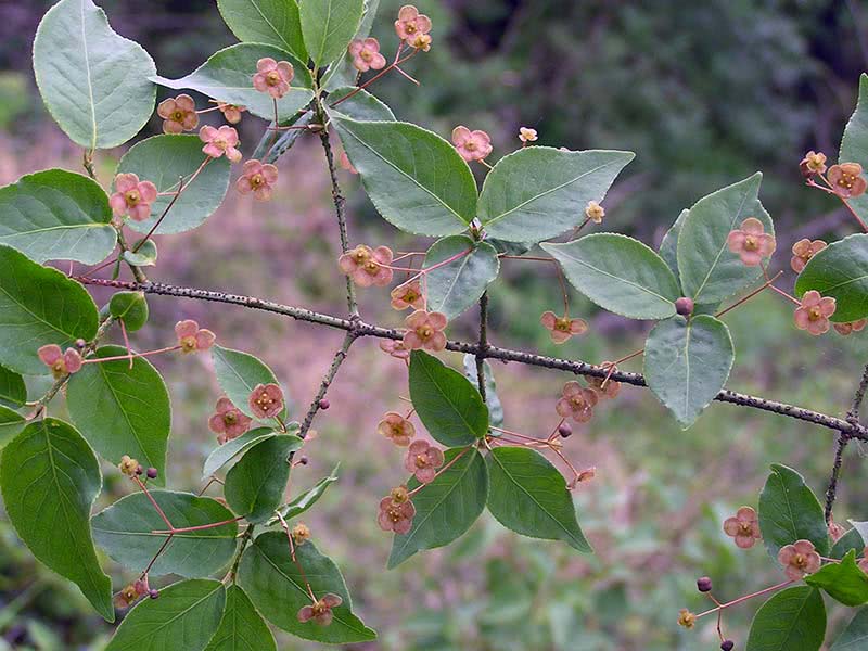 Euonymus verrucosus / бересклет бородавчатый
